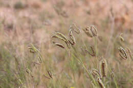 Image of Oxychloris scariosa (F. Muell.) Lazarides