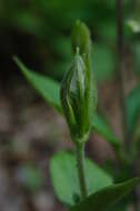 Plancia ëd Clematis ochroleuca