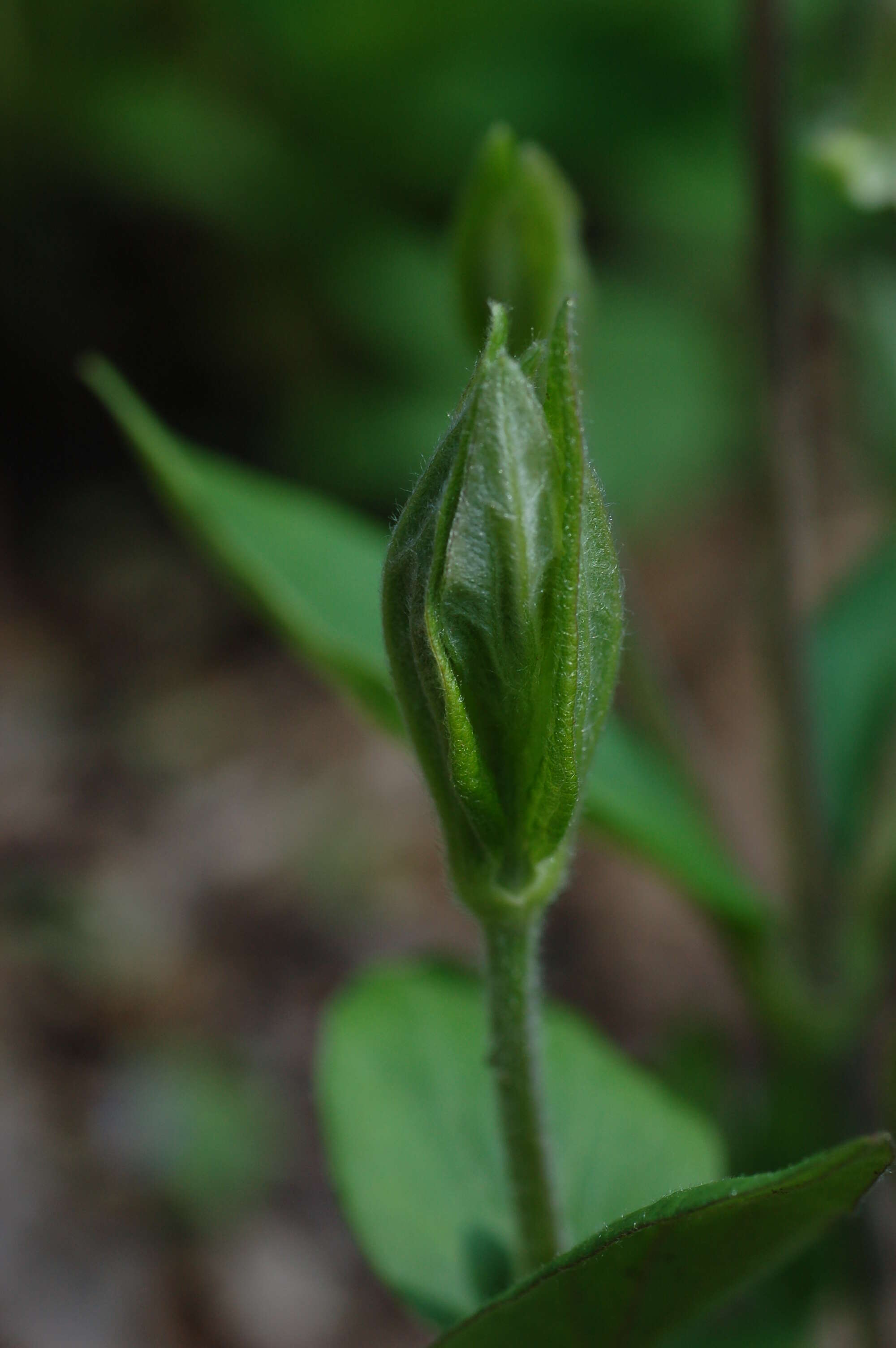 Plancia ëd Clematis ochroleuca