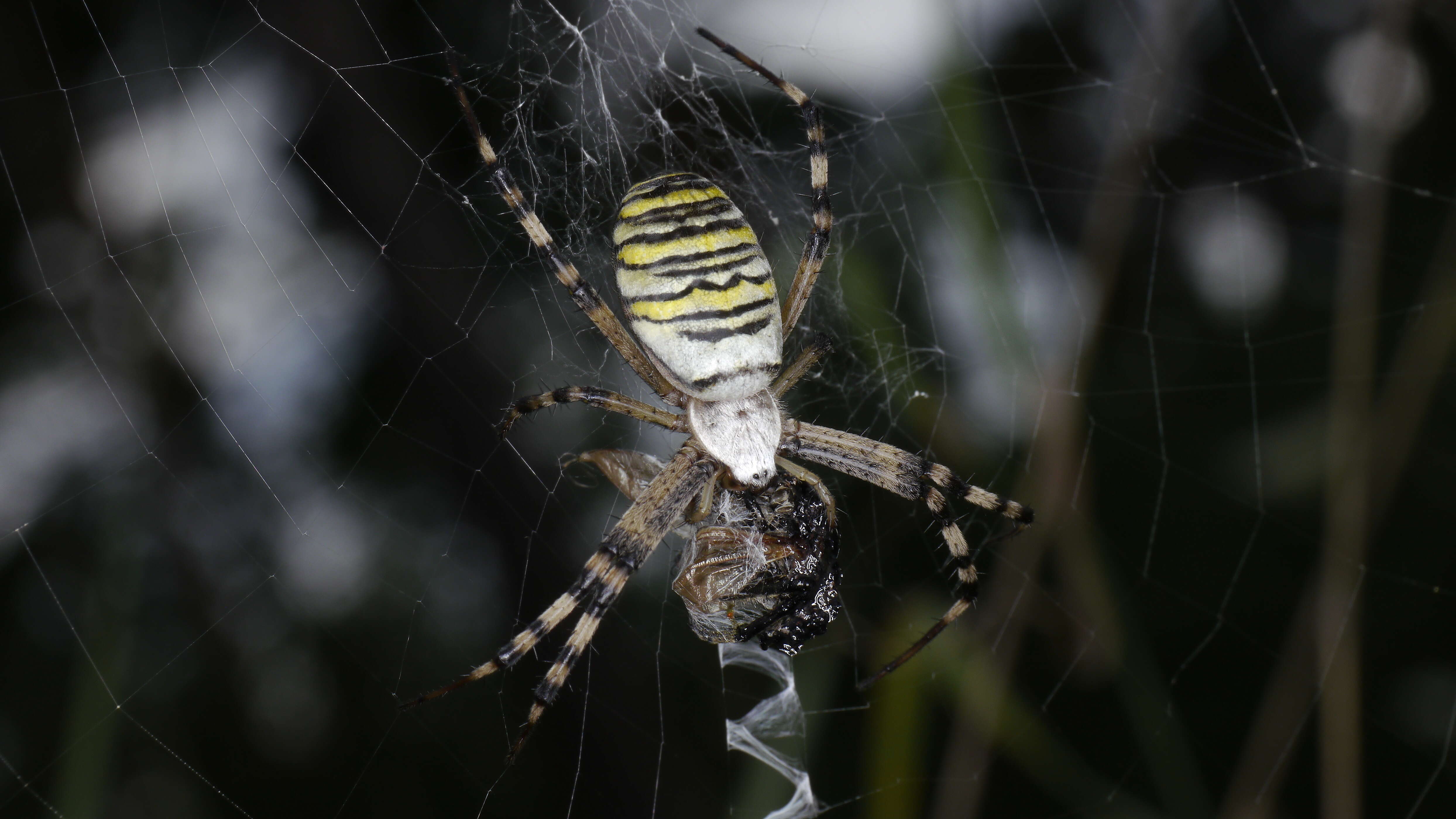 Image of Barbary Spider