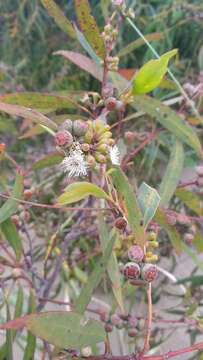 Image of Smithton peppermint gum