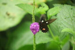 صورة Parides panares (Gray (1853))