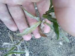 Image of Erigeron floribundus (Kunth) Sch. Bip.