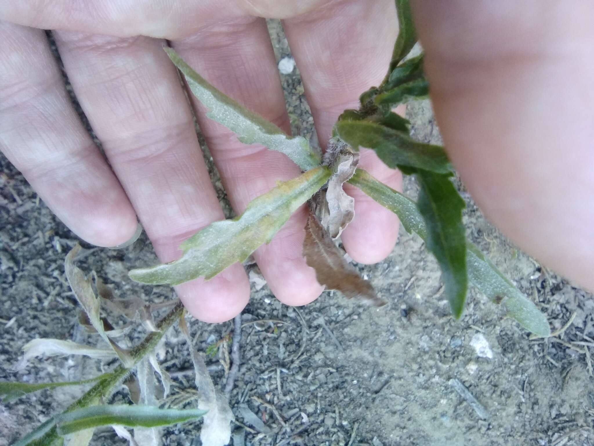 Image of Erigeron floribundus (Kunth) Sch. Bip.