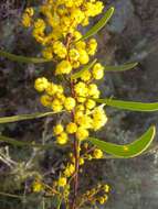 صورة Acacia gladiiformis A. Cunn. ex Benth.