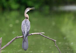 Image of Oriental Darter