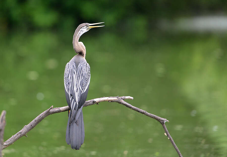 Image of Oriental Darter