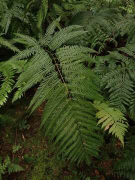 Image of Pteridrys cnemidaria (Christ) C. Chr.