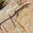 Image of Twin-striped Skink