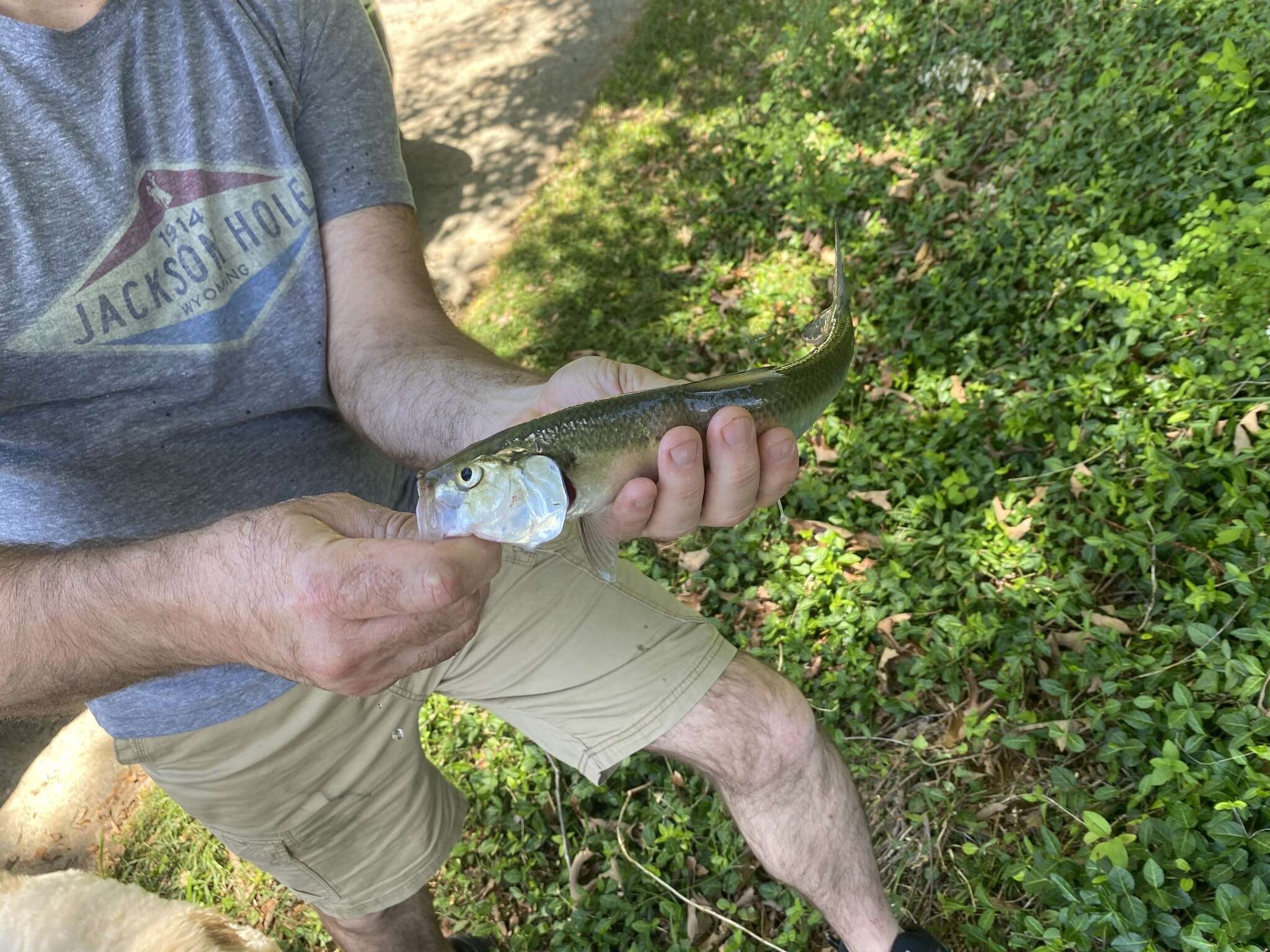 Image of Skipjack Herring