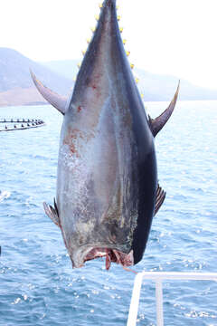 Image of Atlantic Bluefin Tuna