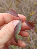 Plancia ëd Cornus asperifolia Michx.