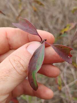 Image of toughleaf dogwood