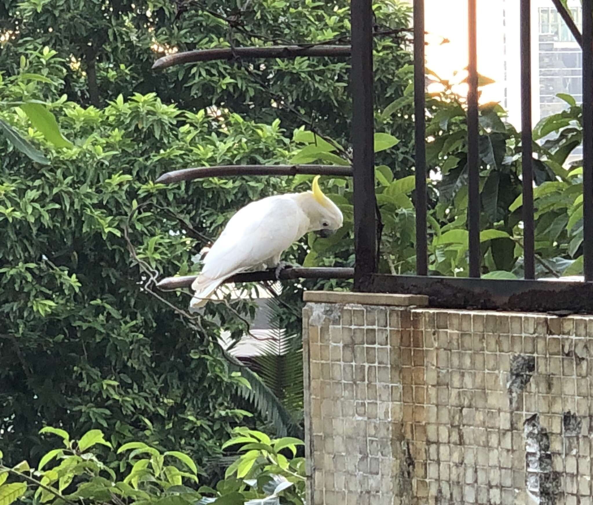 Image of Lesser Sulphur-crested Cockatoo