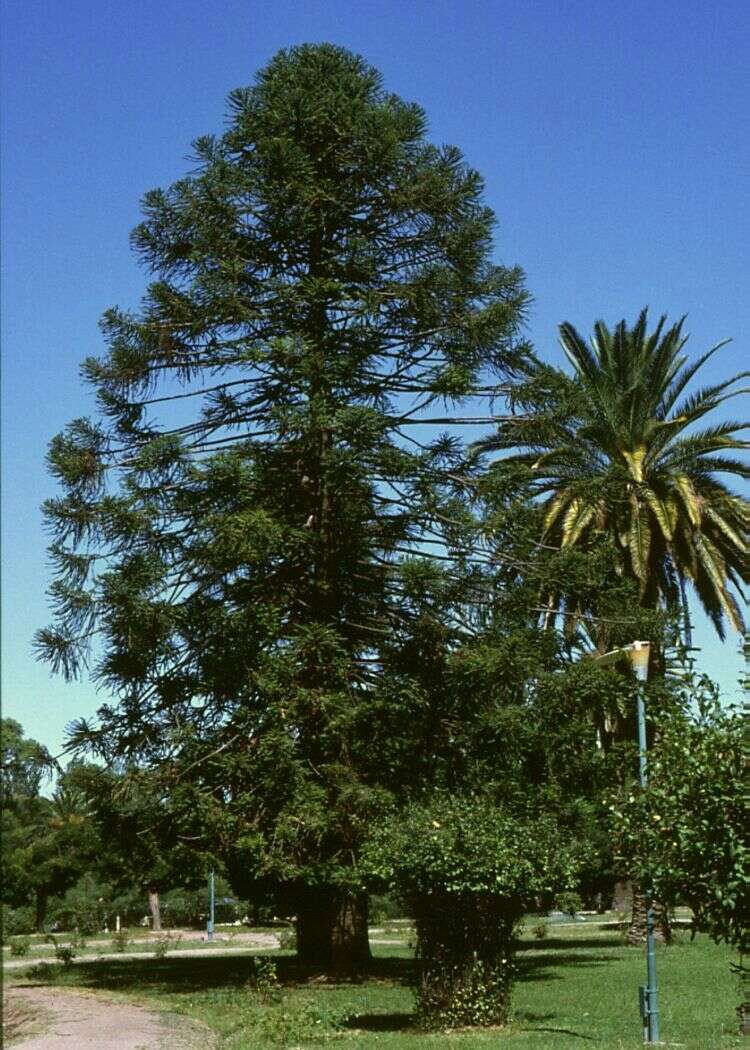 Image de Araucaria bidwillii Hook.