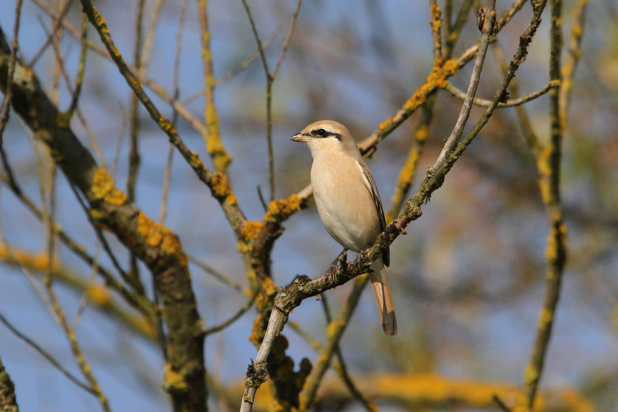 Image of Isabeline Shrike