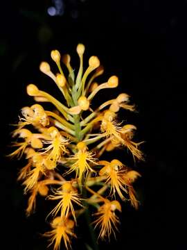 Image de Platanthera chapmanii (Small) Luer