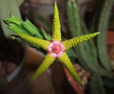 Image de Ceropegia flavopurpurea (Marloth) Bruyns