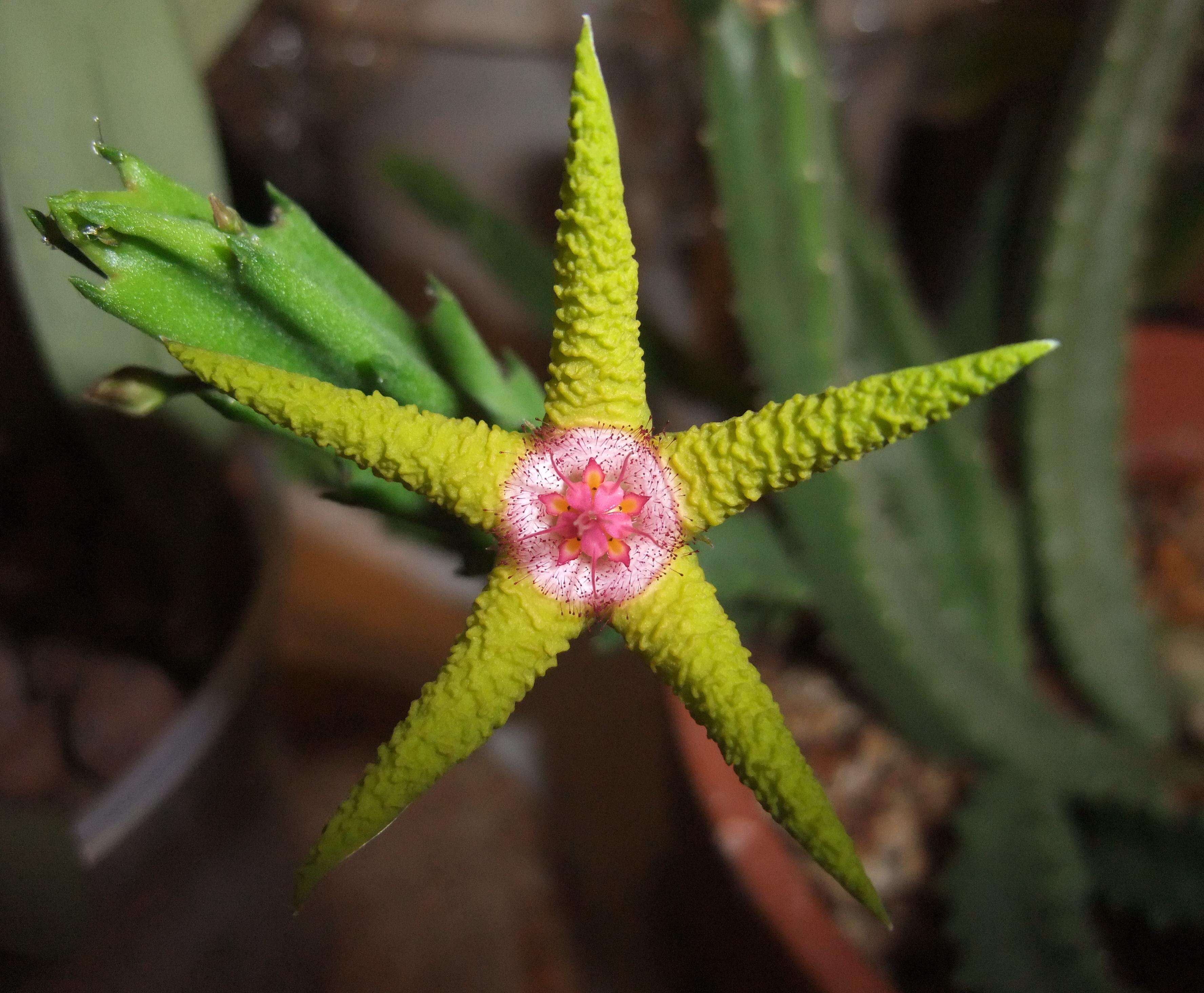 Image of Ceropegia flavopurpurea (Marloth) Bruyns