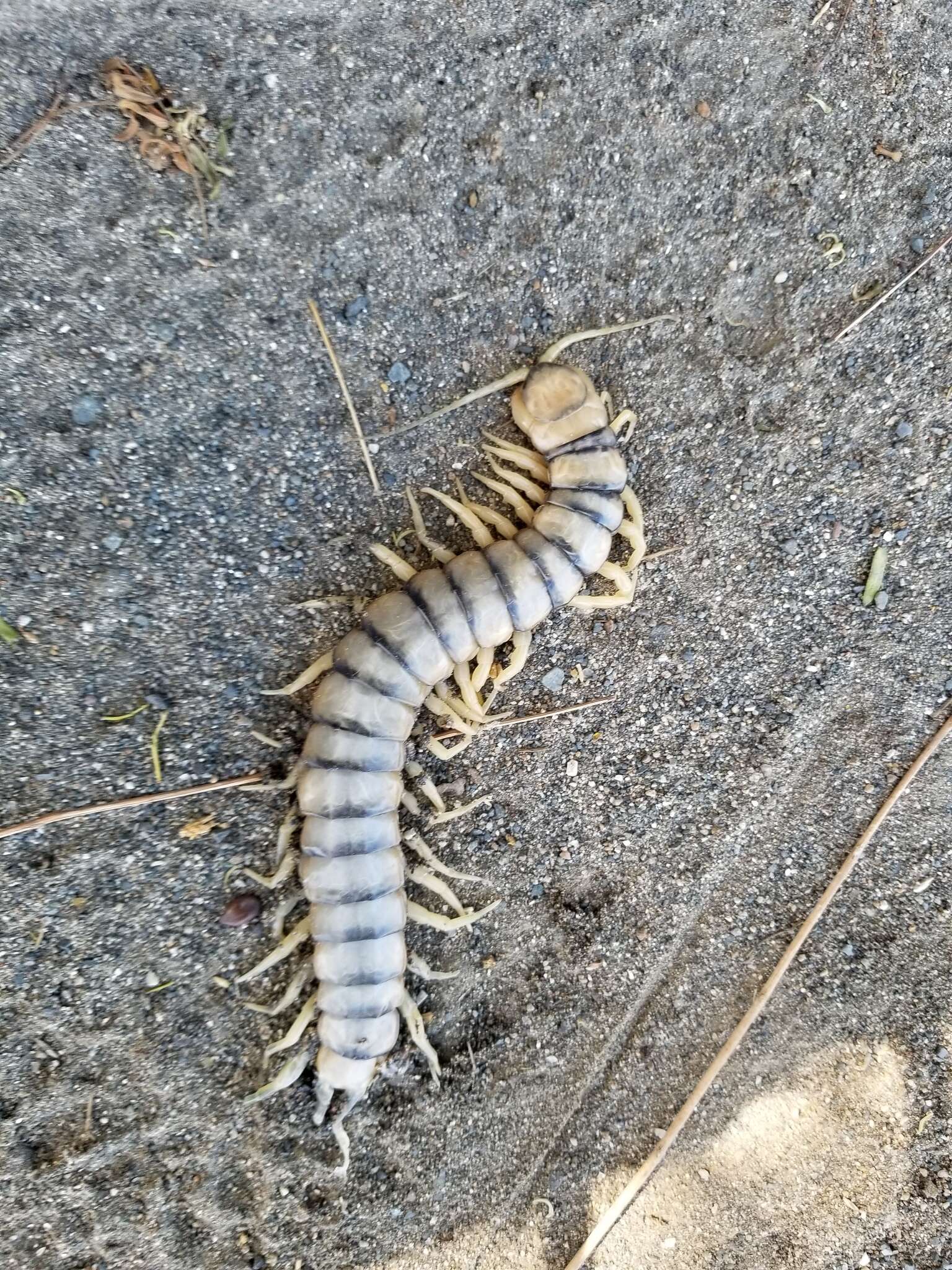 Image of Florida Keys Centipede