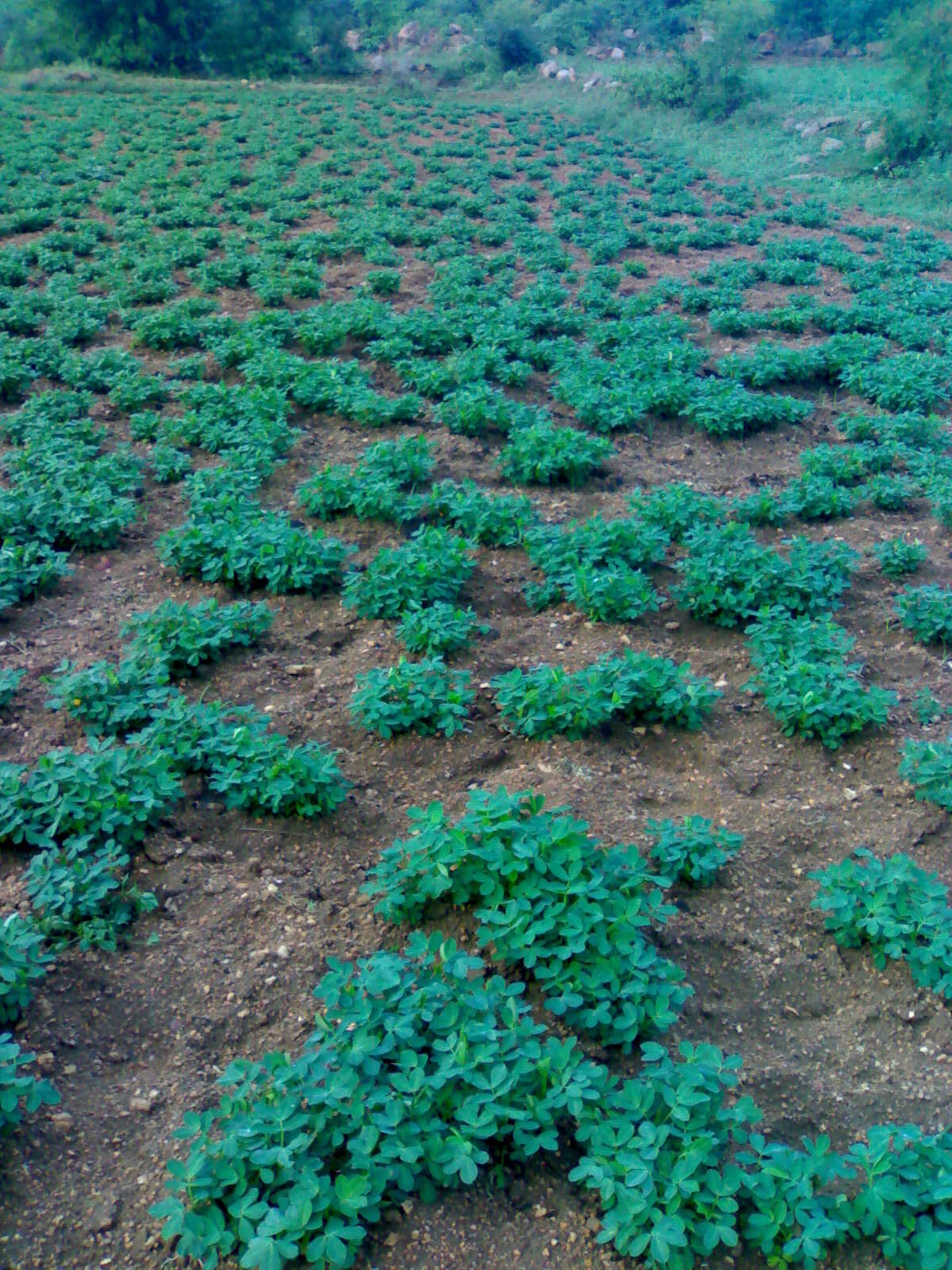 Plancia ëd Arachis hypogaea L.