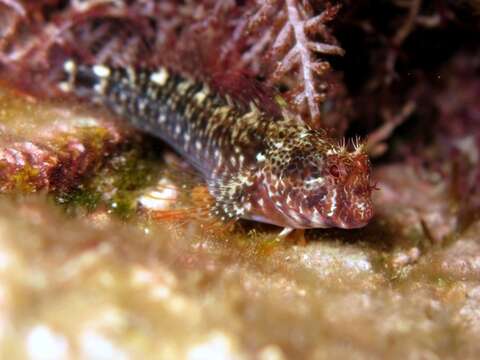 Image of Red Blenny