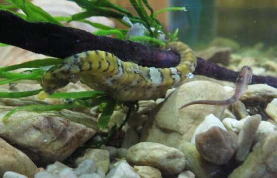 Image of Cape Seahorse