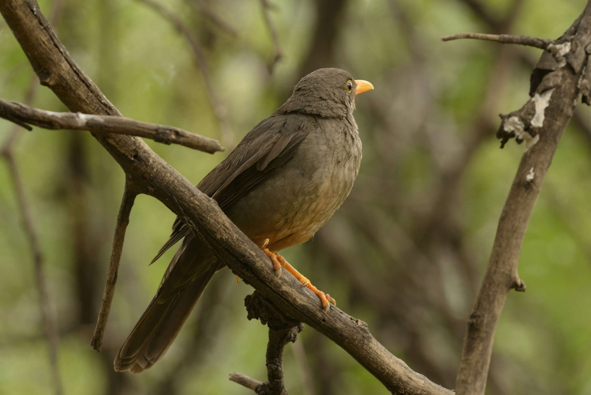 Image of Karoo Thrush