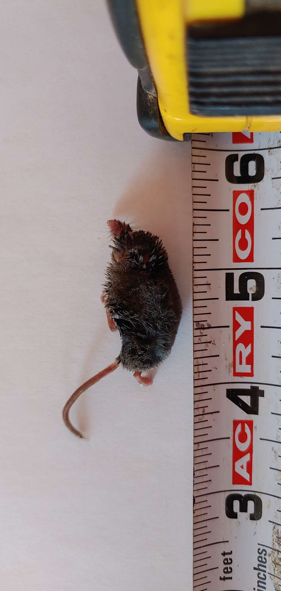 Image of American Pygmy Shrew