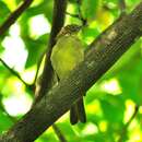 Image of Sulphur-bellied Bulbul