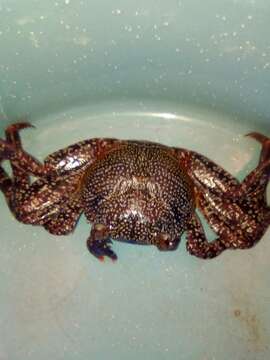 Image of Sally lightfoot crab