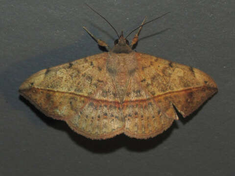 Image of Velvetbean Caterpillar Moth