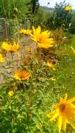 Image of cheerful sunflower