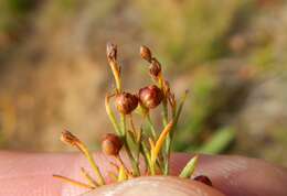 Image of largepod pinweed