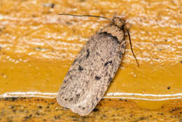 Image of Agonopterix curvipunctosa Haworth 1811