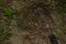 Image of Many-banded Krait