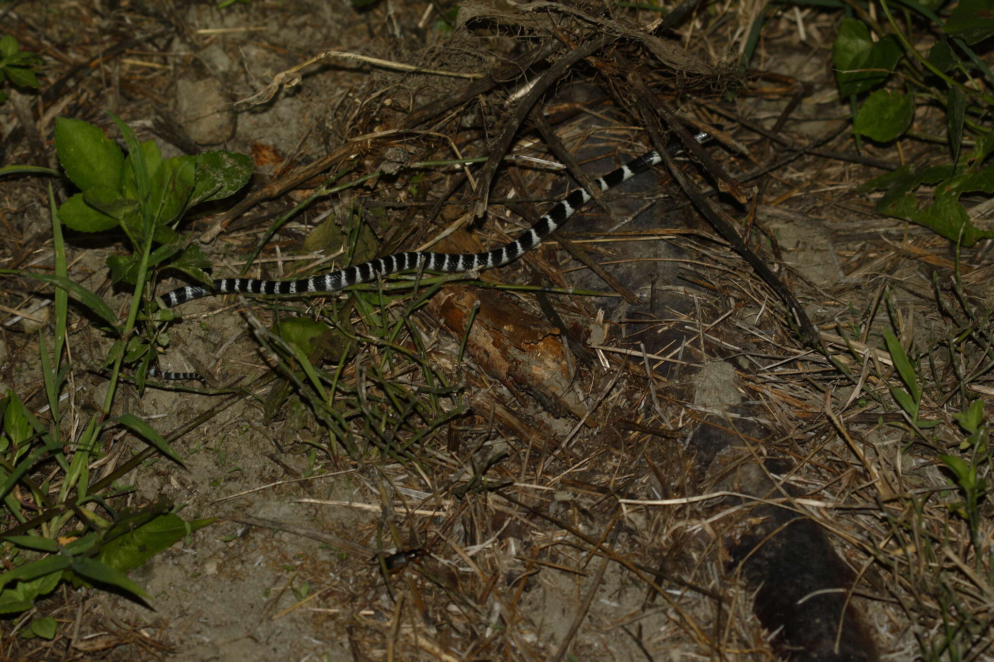 Image of Many-banded Krait