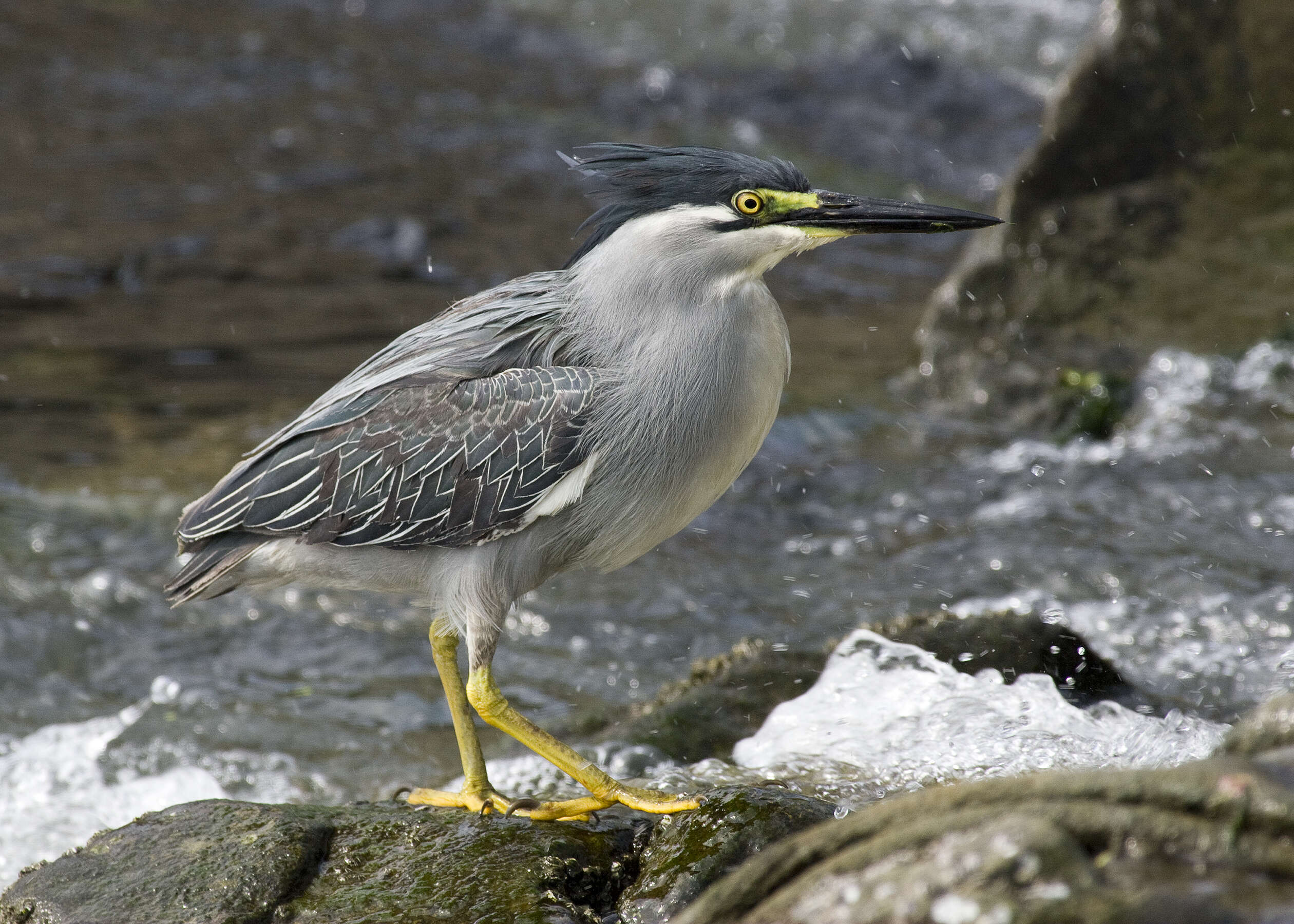 Image of Green-backed Heron