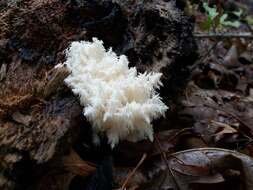 Hericium coralloides (Scop.) Pers. 1794 resmi