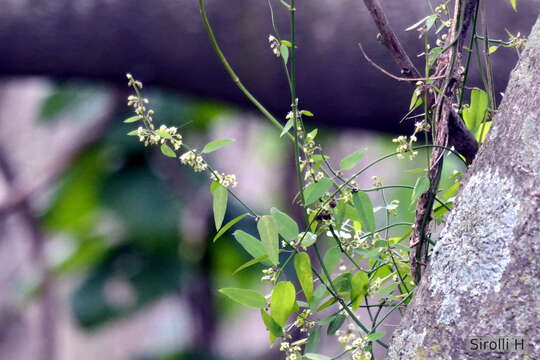 Слика од Orthosia virgata (Poir.) Fourn.