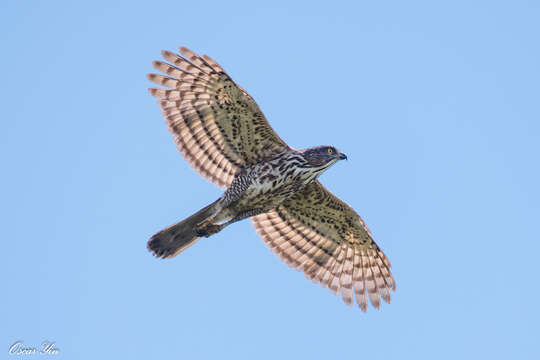 Image of Accipiter trivirgatus formosae Mayr 1949