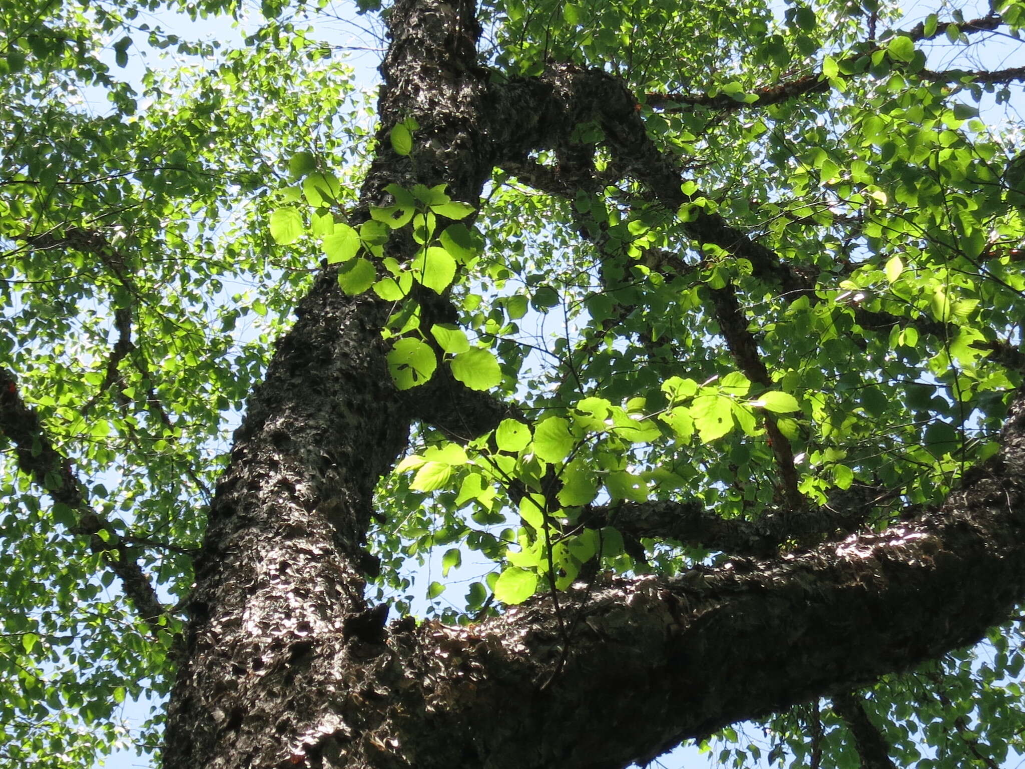 Image of Betula dauurica