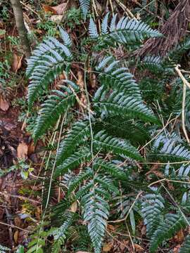 Image of Dryopteris polita Rosenst.