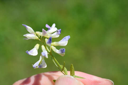 صورة Vicia biennis L.