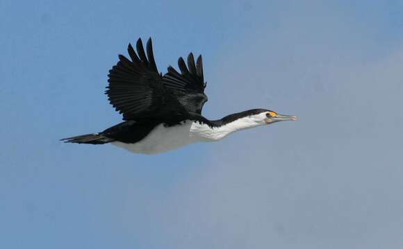 Image of Australian Pied Cormorant