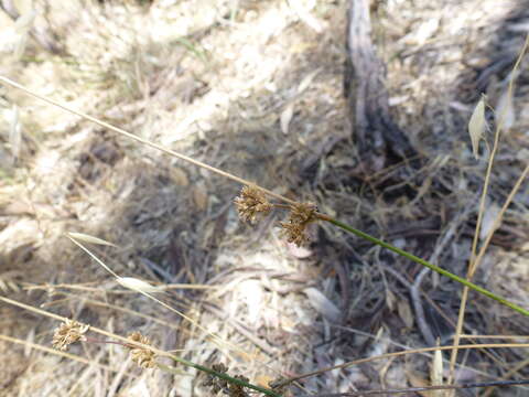 Image of Juncus subsecundus N. A. Wakefield