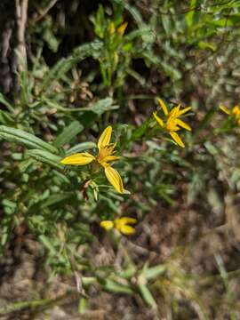 Imagem de Ericameria greenei (A. Gray) G. L. Nesom