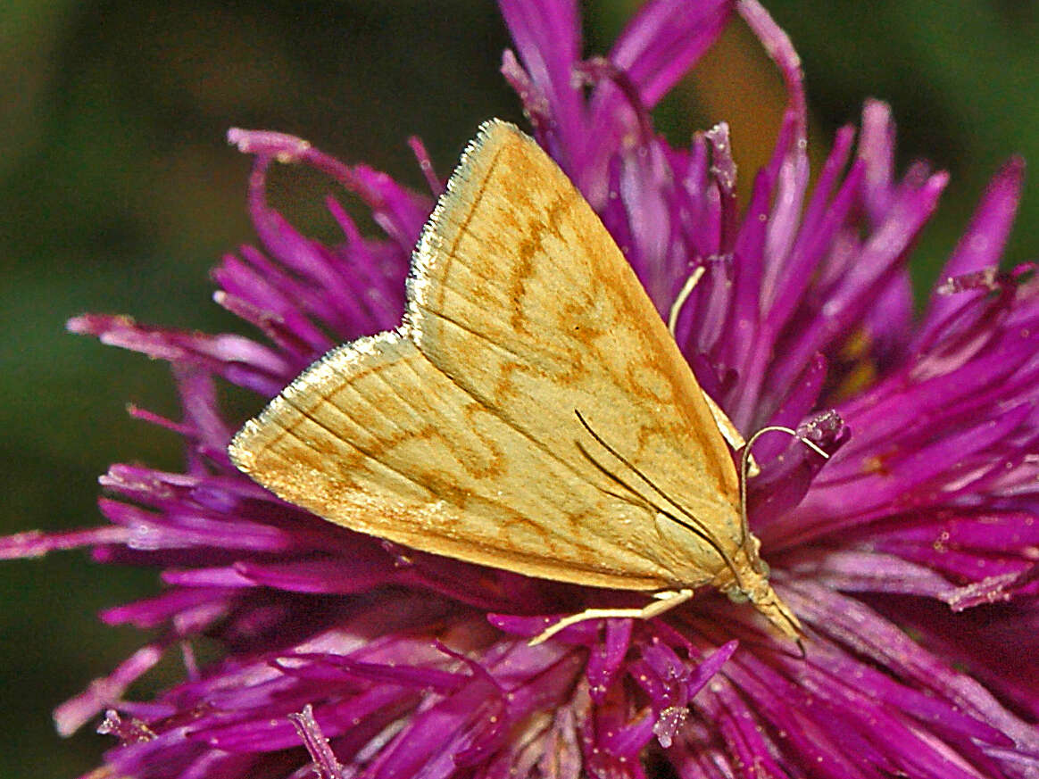 Image of Udea lutealis