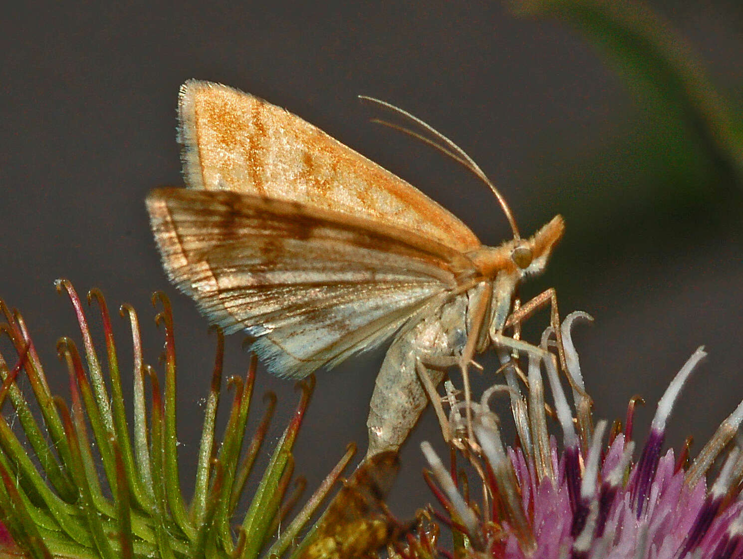 Image of Udea lutealis