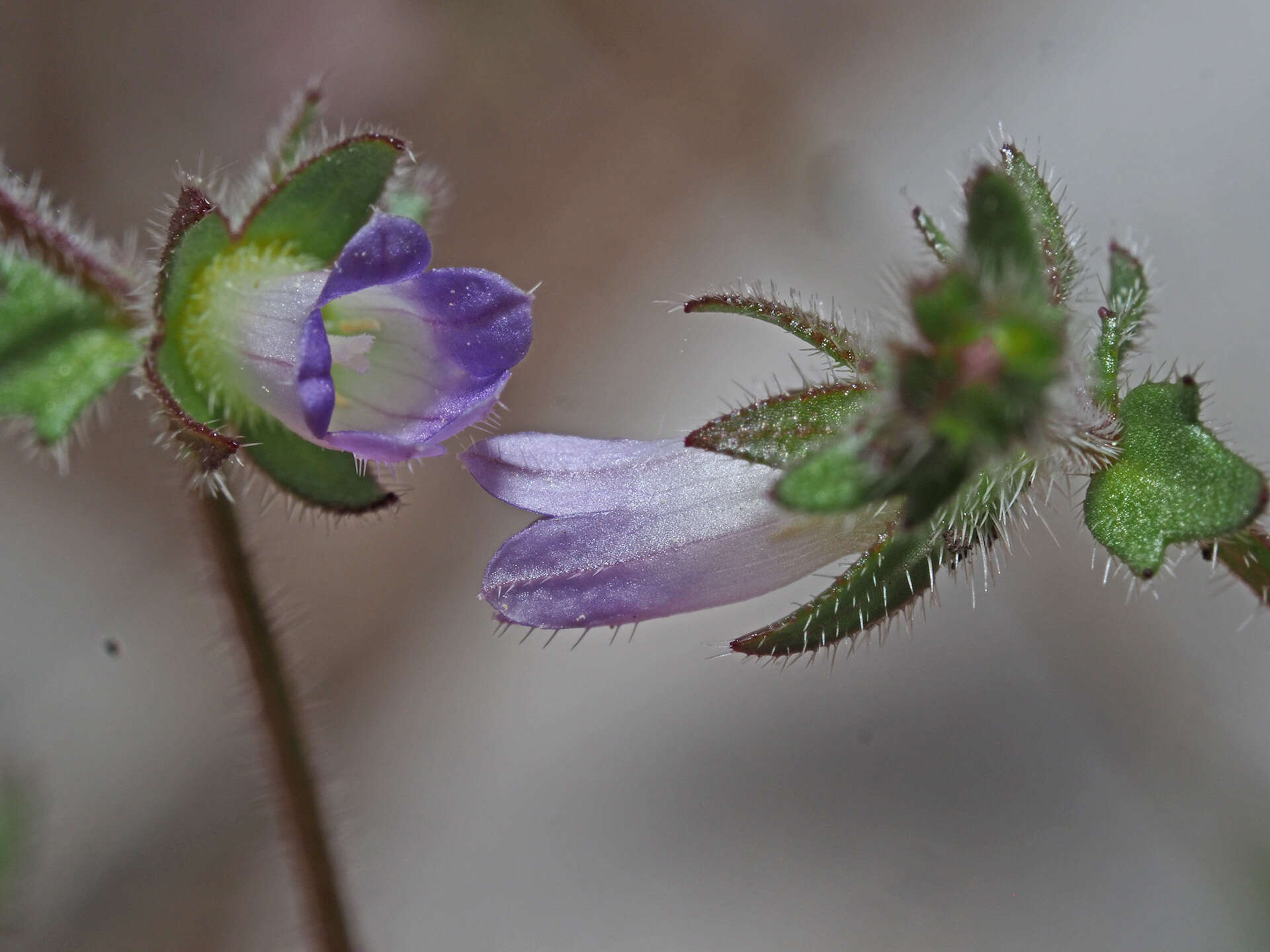 Image of Campanula erinus L.